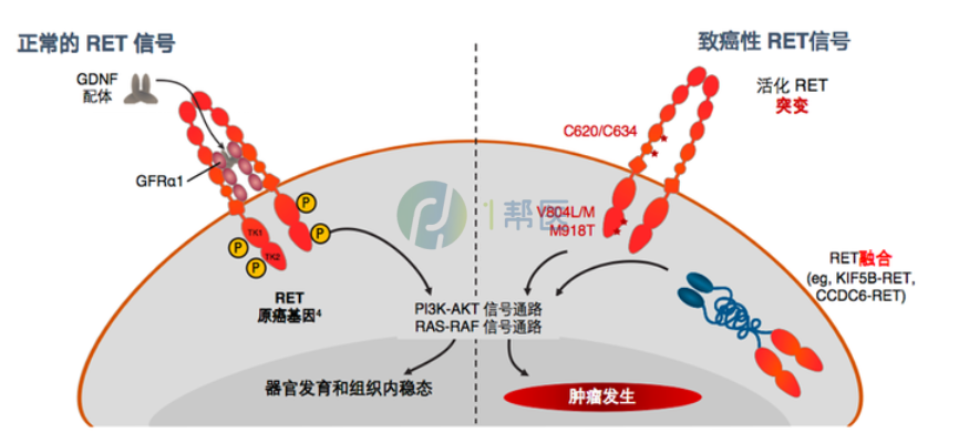 赛普替尼靶向RET融合,疾病控制超九成,脑转移肺癌可长期缓解