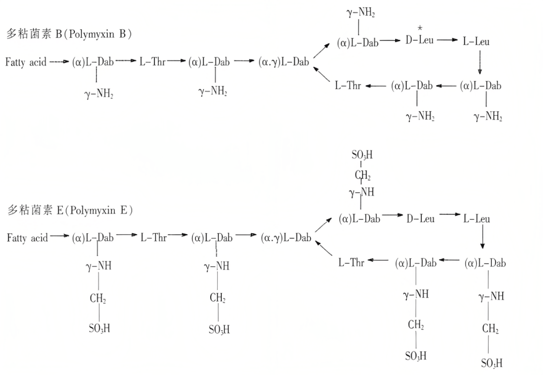 一文读懂：多黏菌素B和E的差异性和及何选择(图2)